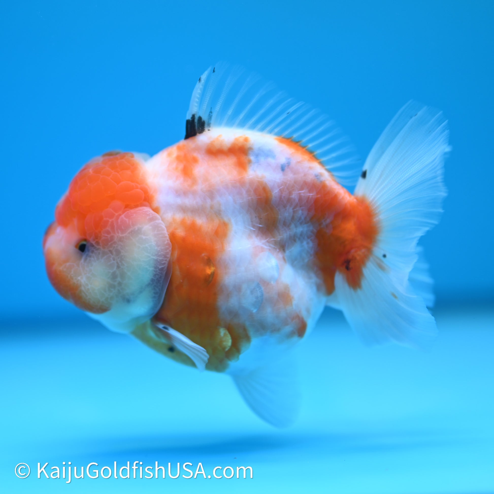 Shogun Godzilla Sakura Oranda 3.5in Body (240614_OR12) - Kaiju Goldfish USA