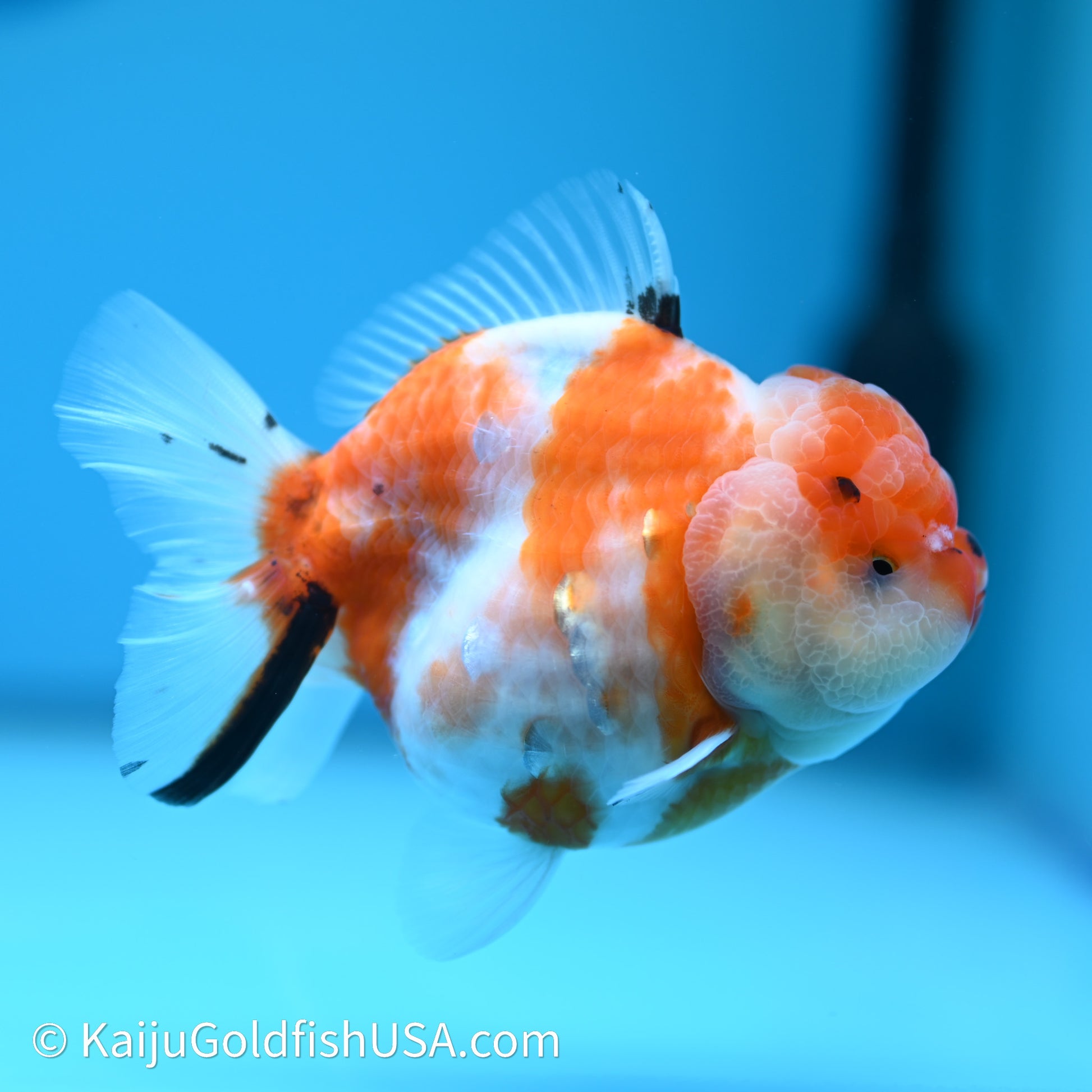 Shogun Godzilla Sakura Oranda 3.5in Body (240614_OR12) - Kaiju Goldfish USA