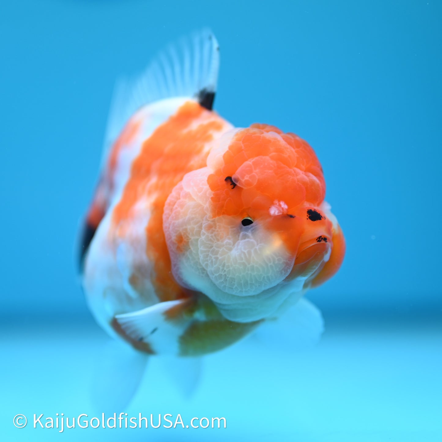 Shogun Godzilla Sakura Oranda 3.5in Body (240614_OR12) - Kaiju Goldfish USA