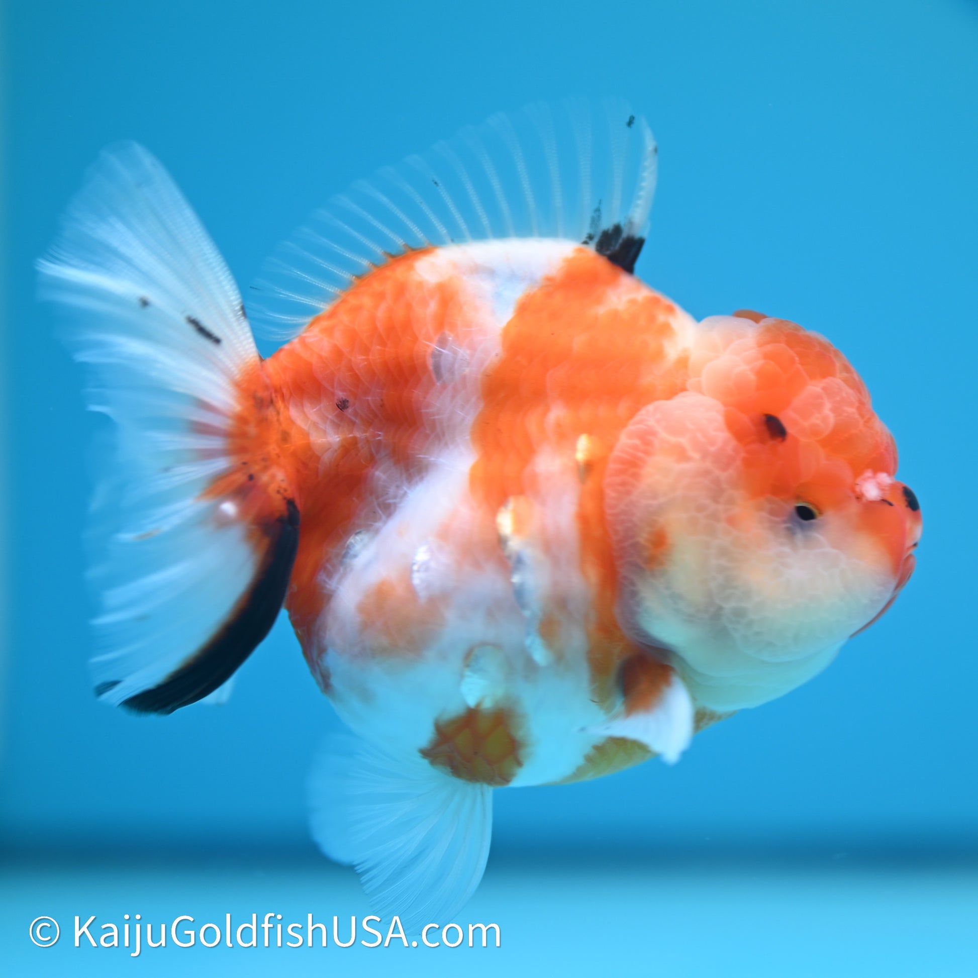 Shogun Godzilla Sakura Oranda 3.5in Body (240614_OR12) - Kaiju Goldfish USA