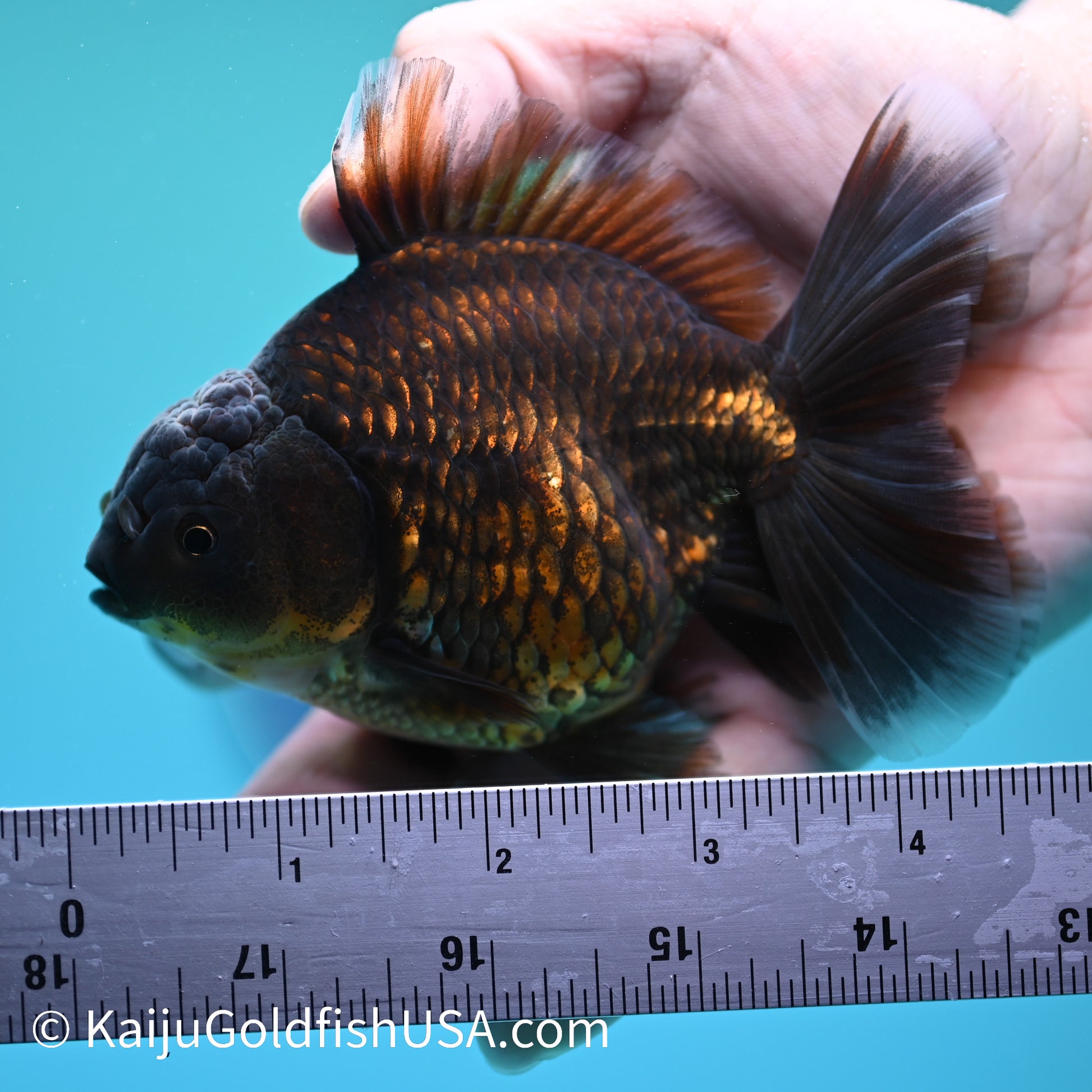Bronze Rose Tail Oranda 4.5 inches (240405_OR12) - Kaiju Goldfish USA