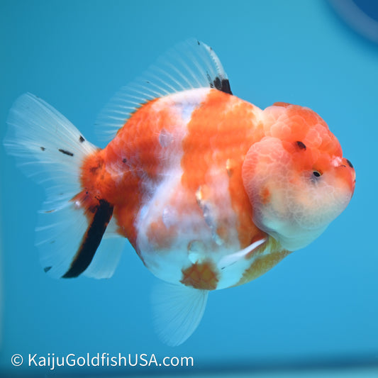 Shogun Godzilla Sakura Oranda 3.5in Body (240614_OR12) - Kaiju Goldfish USA