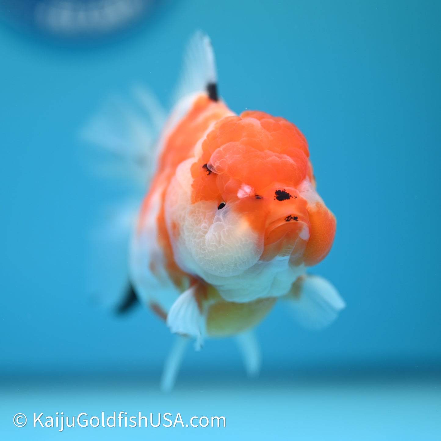 Shogun Godzilla Sakura Oranda 3.5in Body (240614_OR12) - Kaiju Goldfish USA