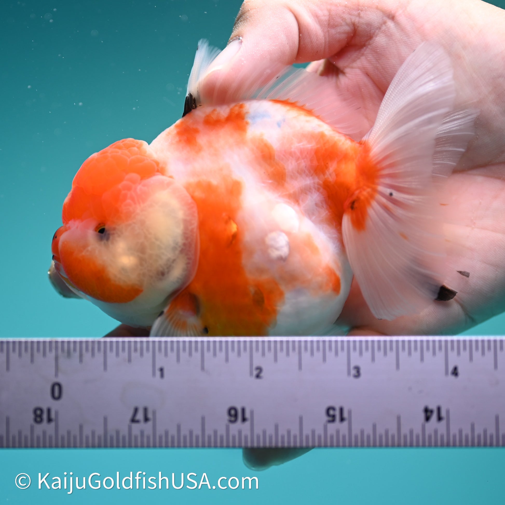 Shogun Godzilla Sakura Oranda 3.5in Body (240614_OR12) - Kaiju Goldfish USA