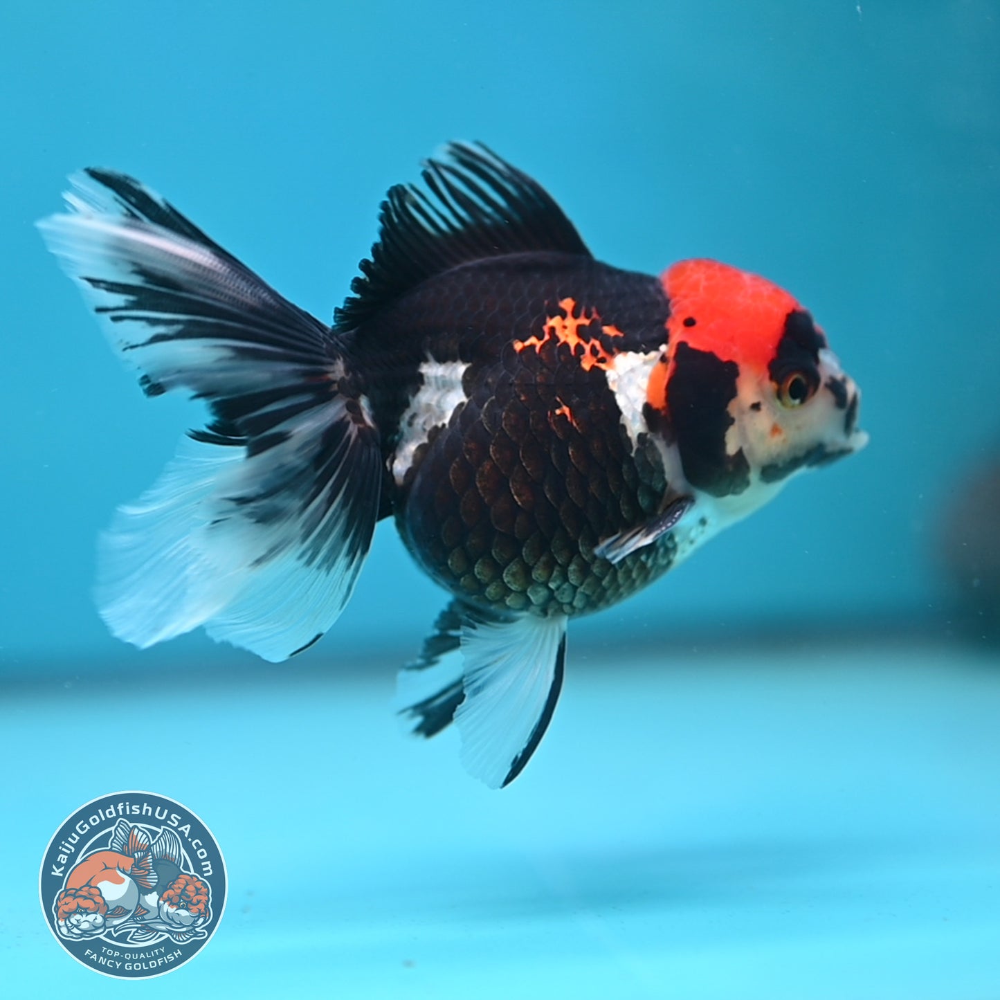 Tricolor Oranda 3.5 inch Body (250613_OR12)