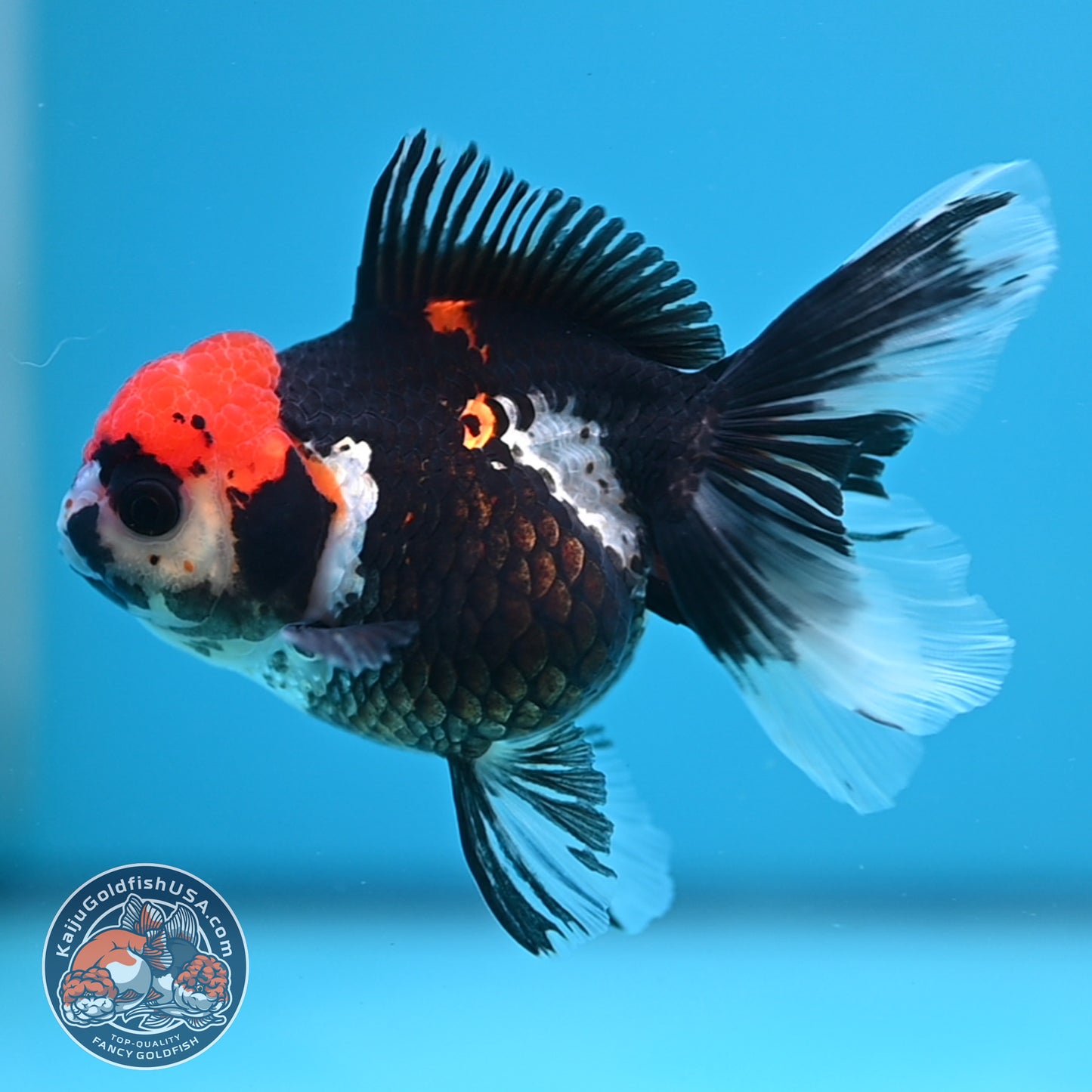 Tricolor Oranda 3.5 inch Body (250613_OR12)