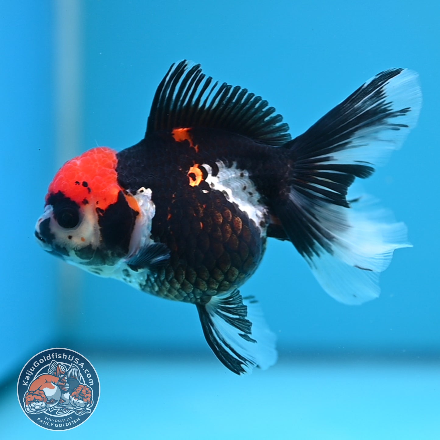 Tricolor Oranda 3.5 inch Body (250613_OR12)
