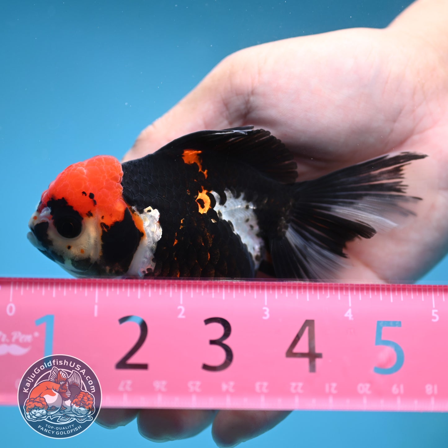 Tricolor Oranda 3.5 inch Body (250613_OR12)