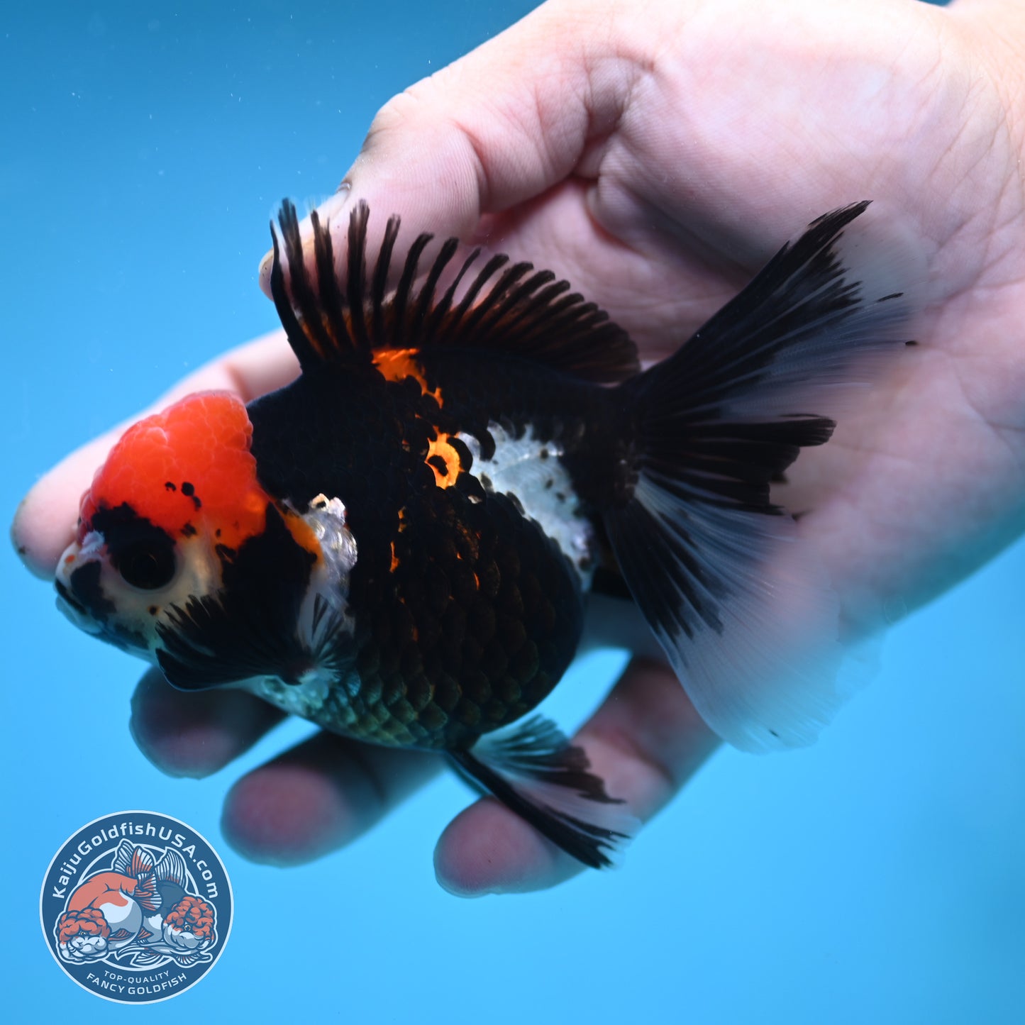 Tricolor Oranda 3.5 inch Body (250613_OR12)