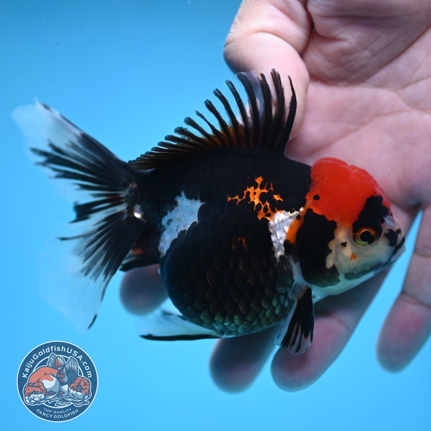 Tricolor Oranda 3.5 inch Body (250613_OR12)