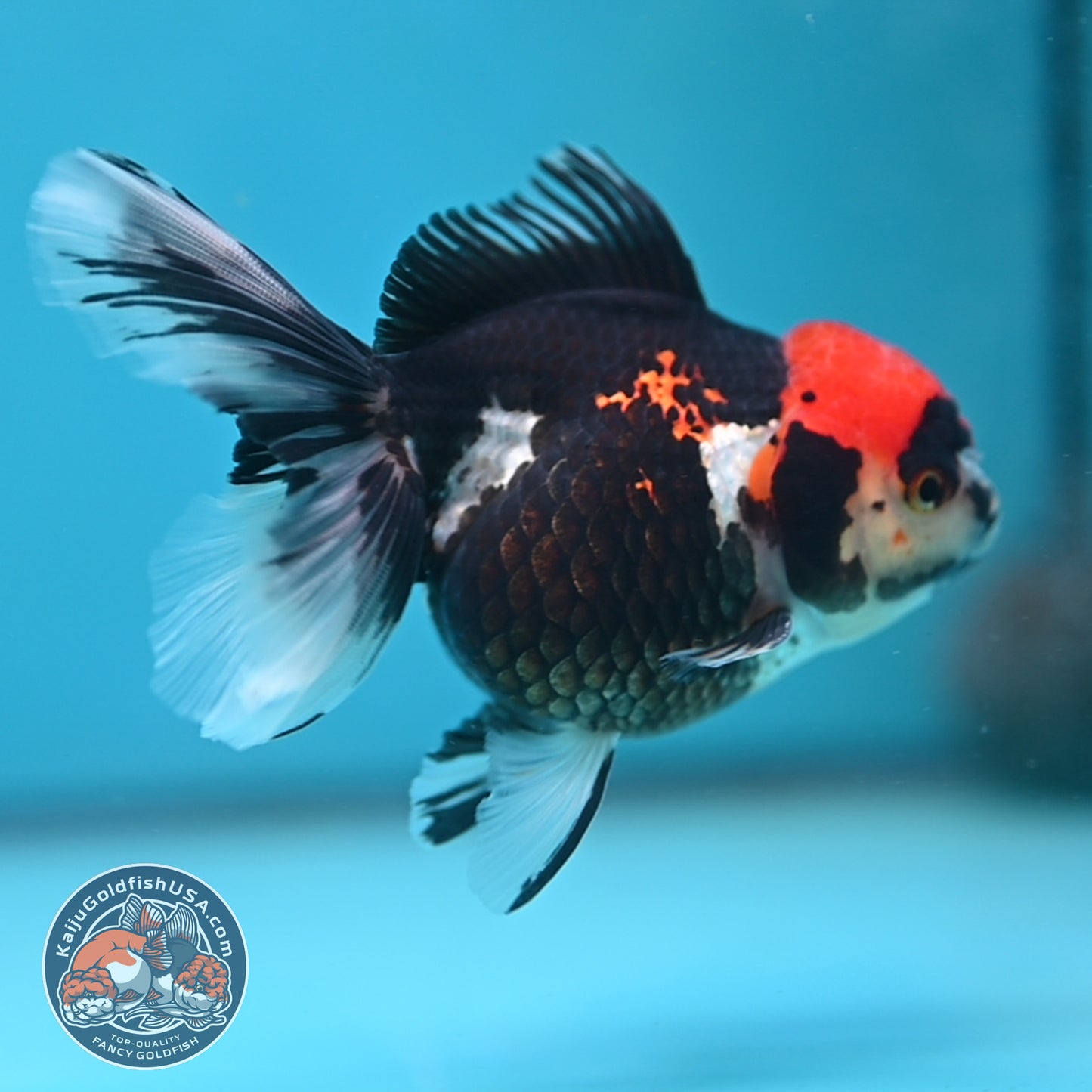 Tricolor Oranda 3.5 inch Body (250613_OR12)