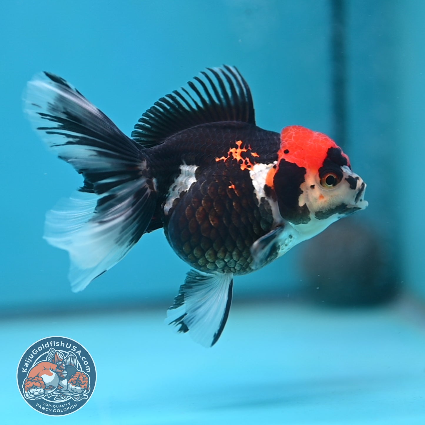 Tricolor Oranda 3.5 inch Body (250613_OR12)