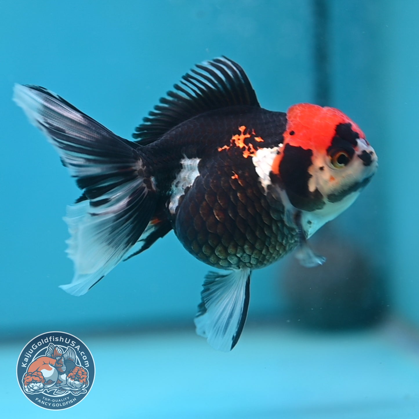 Tricolor Oranda 3.5 inch Body (250613_OR12)