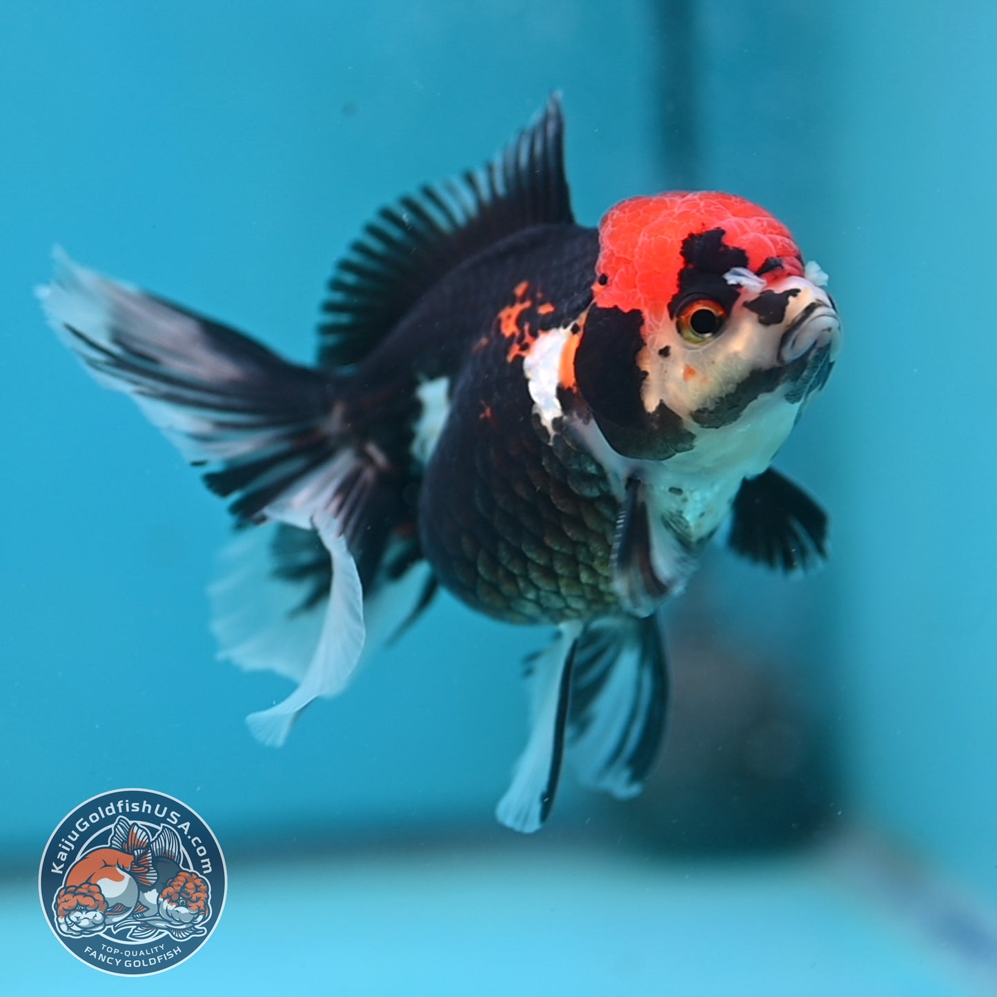 Tricolor Oranda 3.5 inch Body (250613_OR12)
