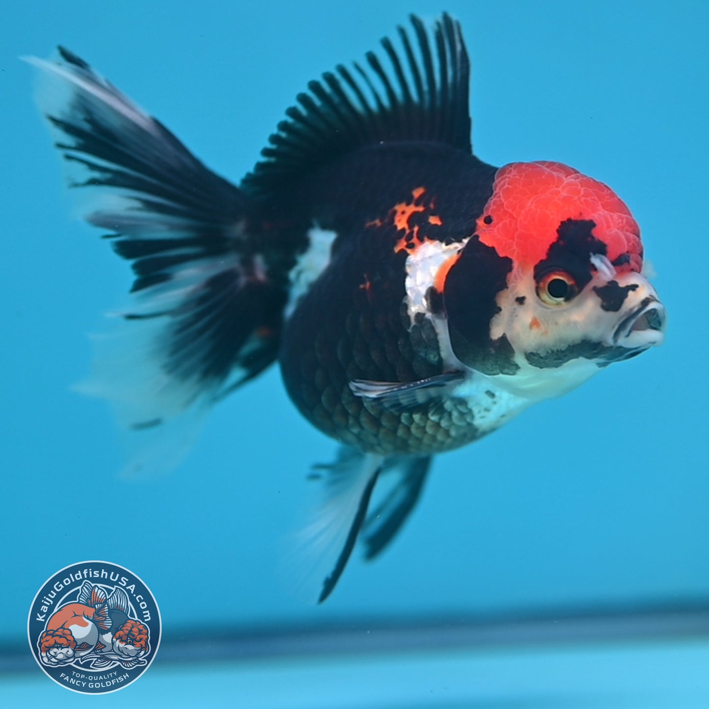 Tricolor Oranda 3.5 inch Body (250613_OR12)