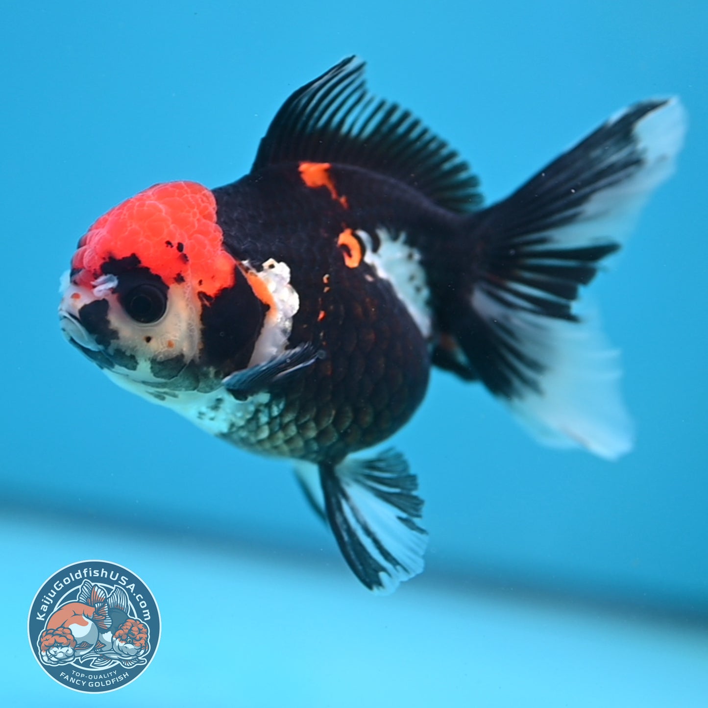 Tricolor Oranda 3.5 inch Body (250613_OR12)