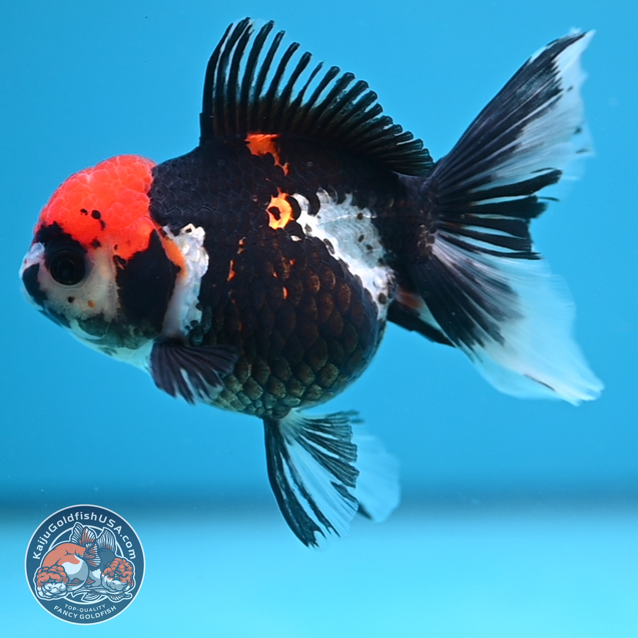 Tricolor Oranda 3.5 inch Body (250613_OR12) – Kaiju Goldfish USA