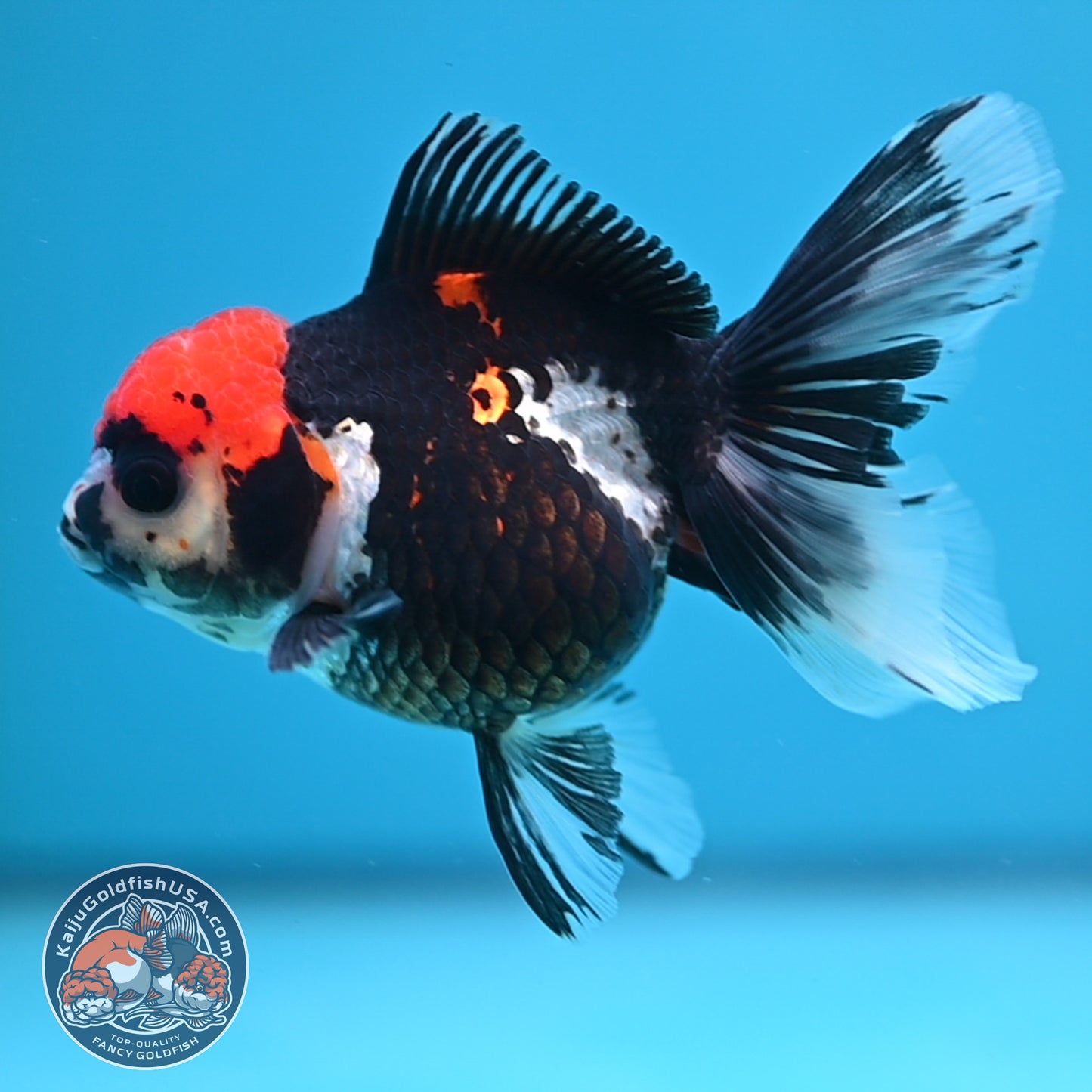 Tricolor Oranda 3.5 inch Body (250613_OR12)
