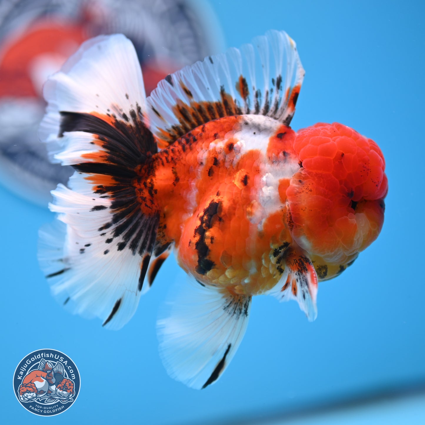 Tricolor Sakura Rose Tail Oranda 3.5 inches Body - Male (250314_OR12)