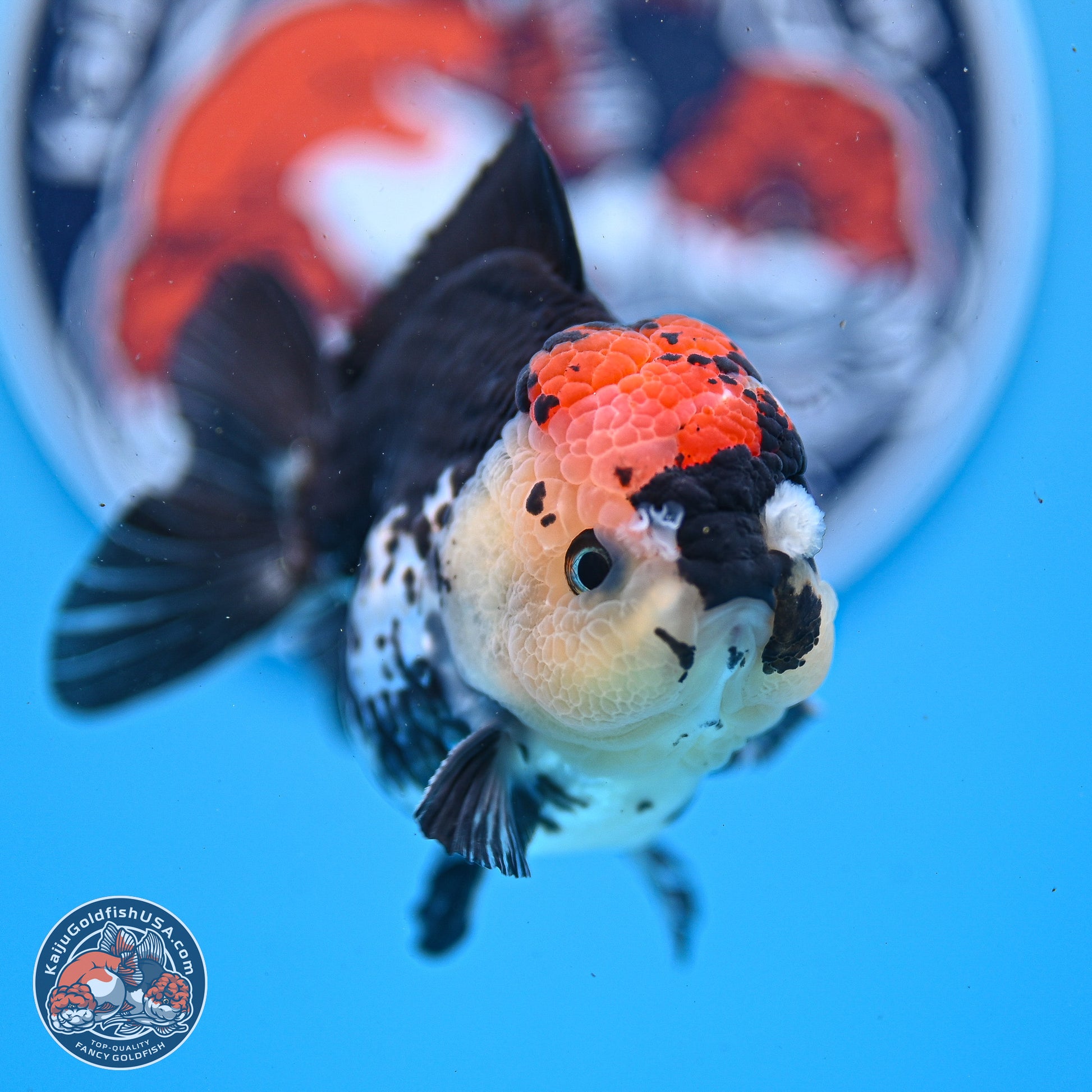 Tricolor YuanBao Oranda 3.5in Body (240830_OR12) - Kaiju Goldfish USA