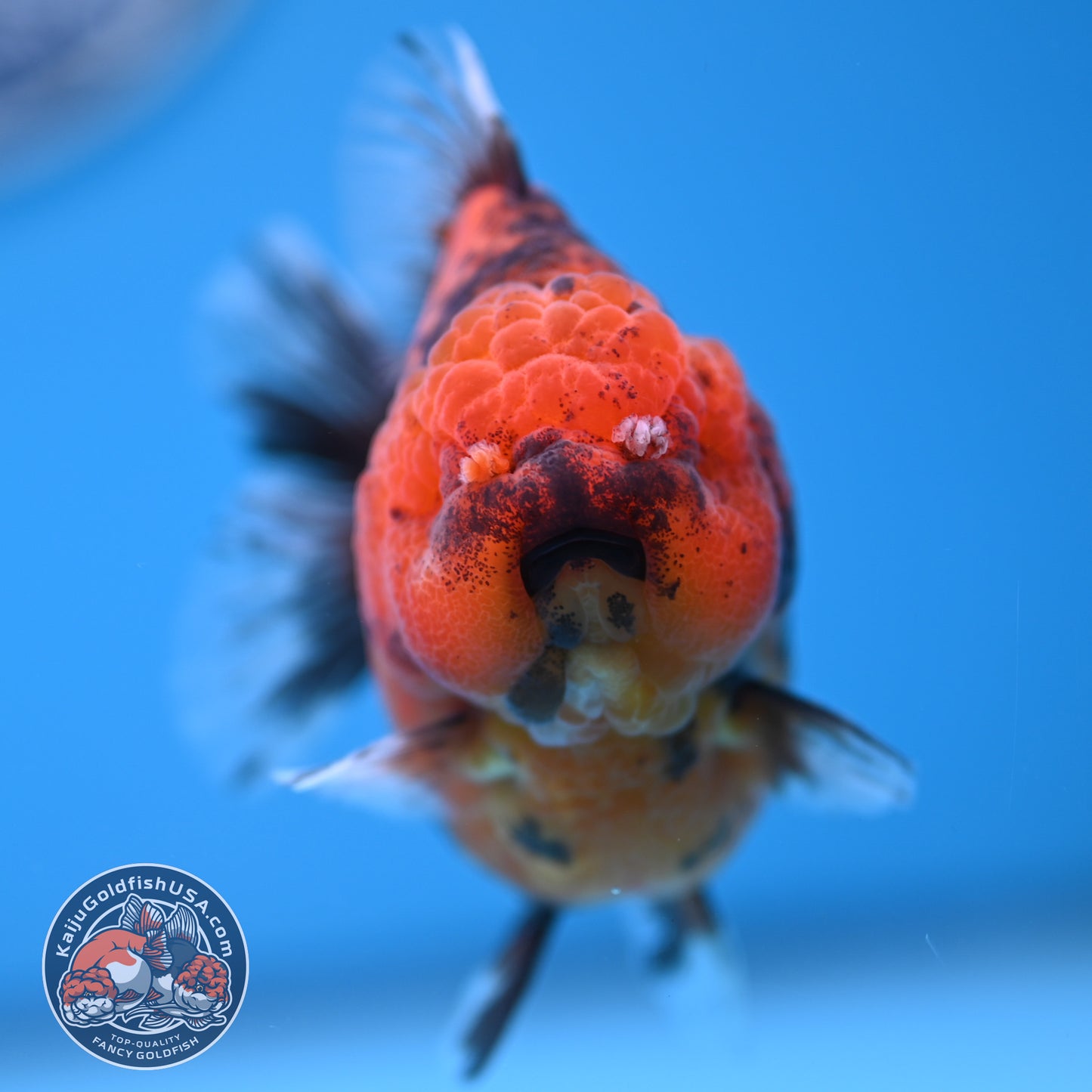 Shogun Tiger Oranda 3.25 inches Body (250530_OR12)