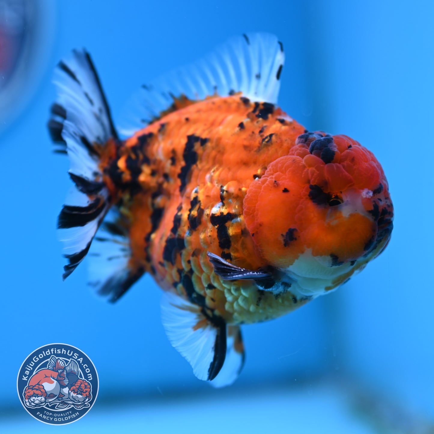 Shogun Tiger Oranda 4 inches Body - Male (250418_OR12)