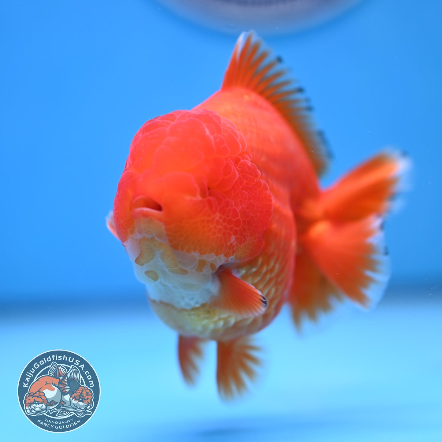 Red White YuanBao Oranda 3.75 inches Body (250516_OR12)