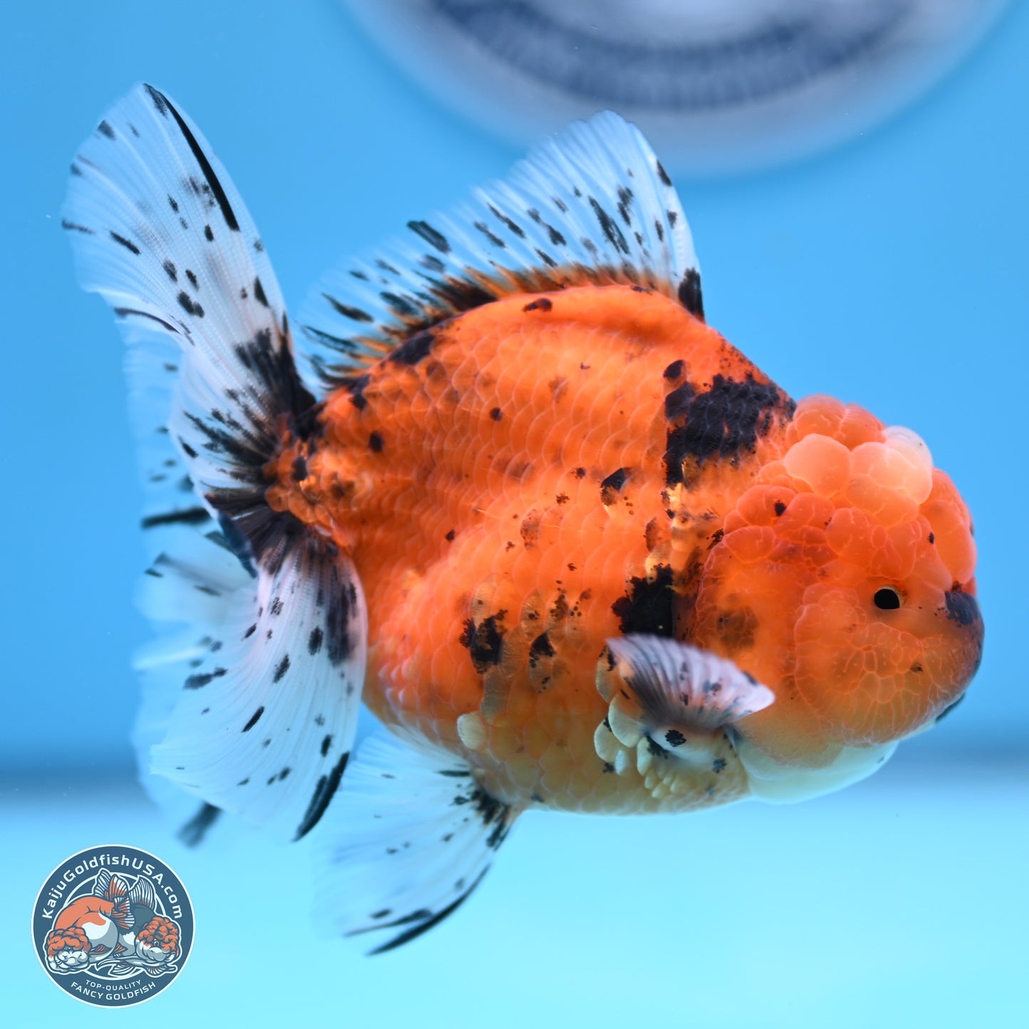 Shogun Tiger Rose Tail Oranda 3.5in Body (240802_OR12) - Kaiju Goldfish USA