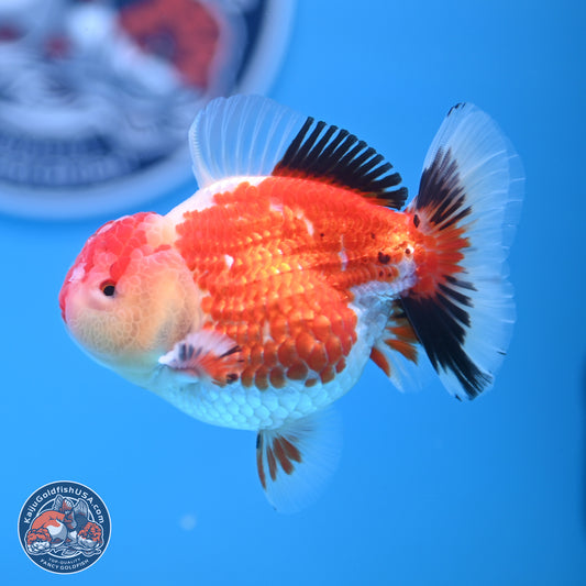 Tricolor Oranda 3.5 inches Body - Male (241227_OR12) - Kaiju Goldfish USA