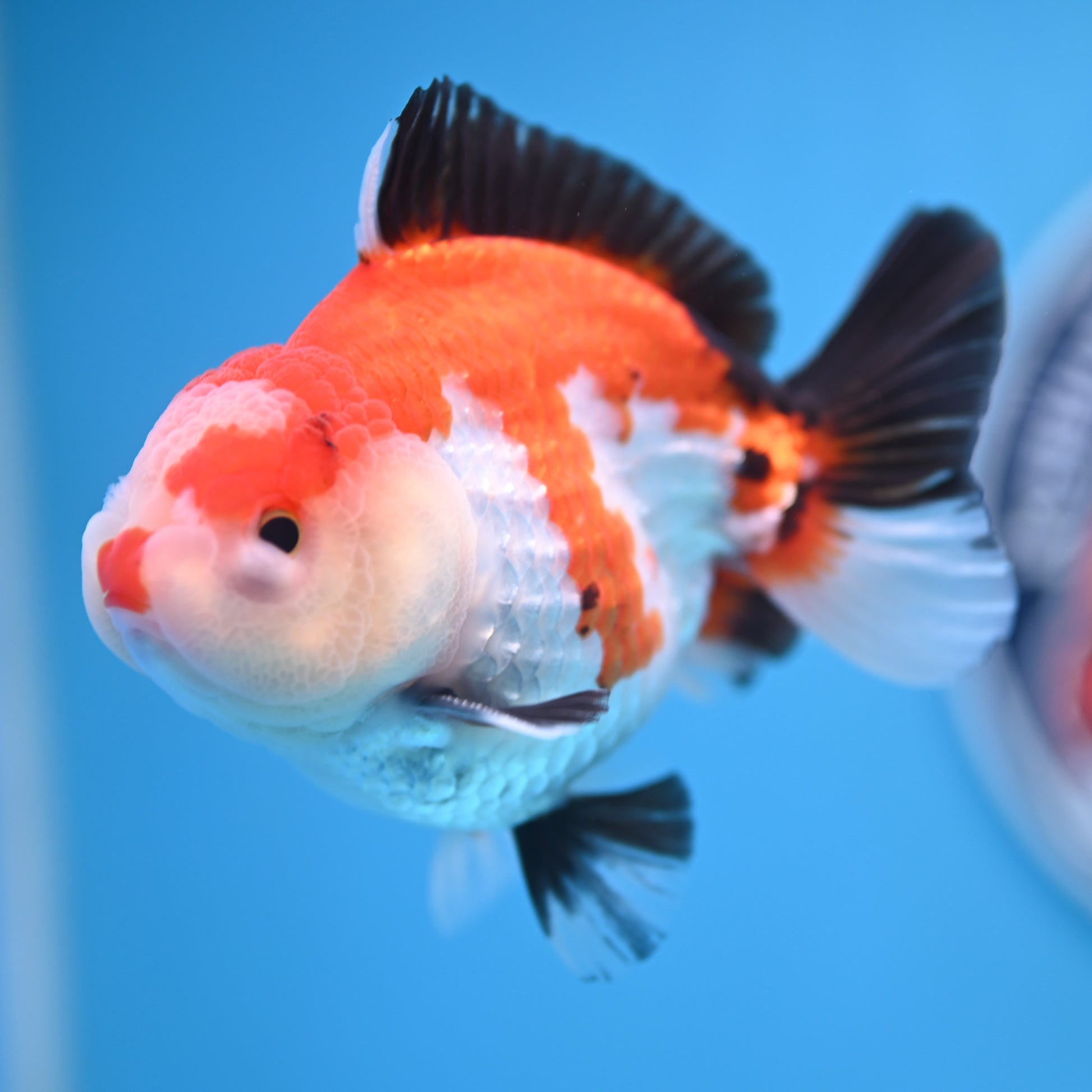 Tricolor Oranda 3.5-4 inches (241011_OR12) - Kaiju Goldfish USA