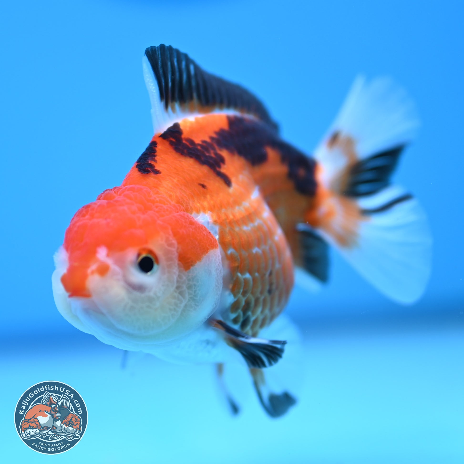 Tricolor Deer Spots Oranda 3.5-4 inches (241004_OR12) - Kaiju Goldfish USA