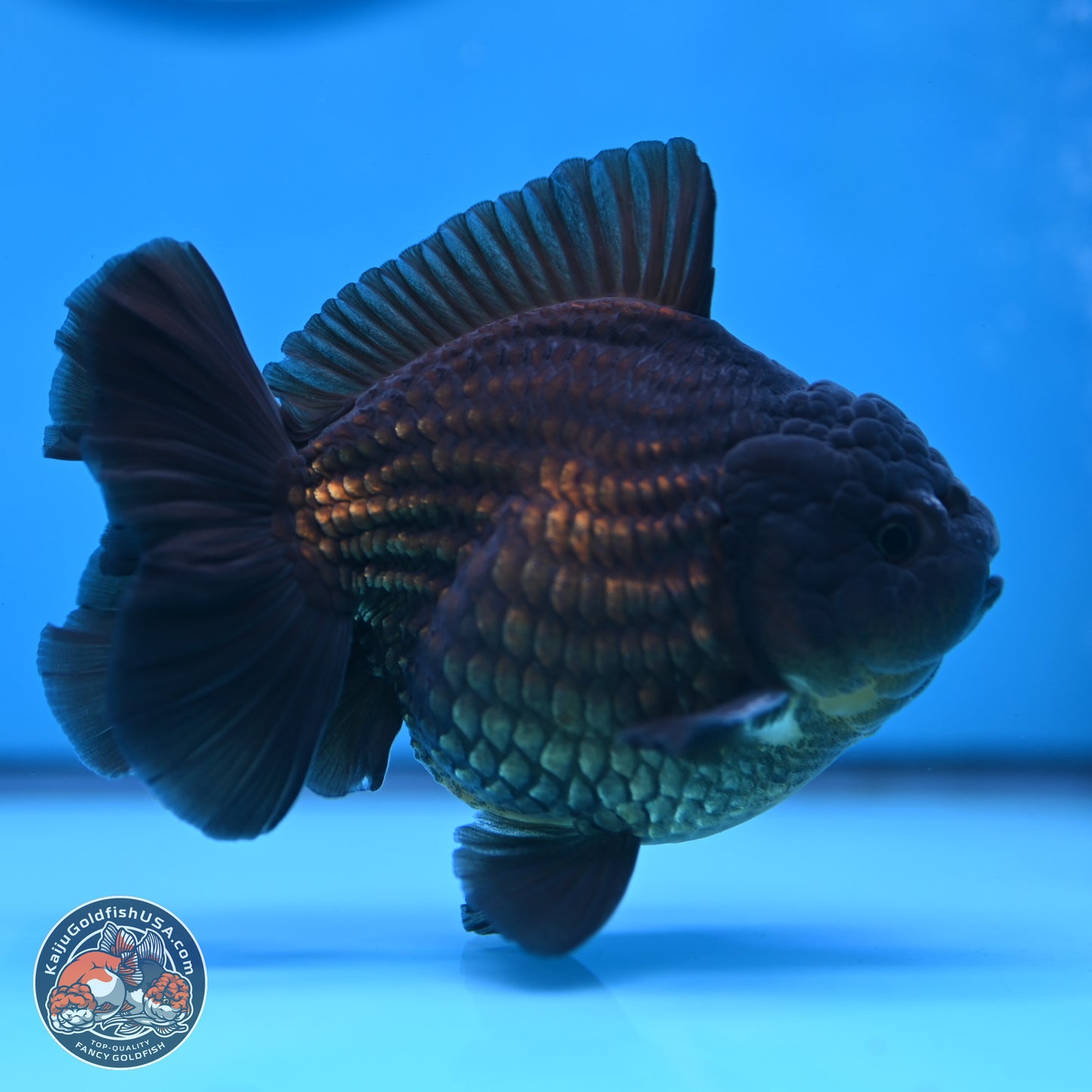 Black YuanBao Oranda 4 inches Body - Male (250307_OR12)