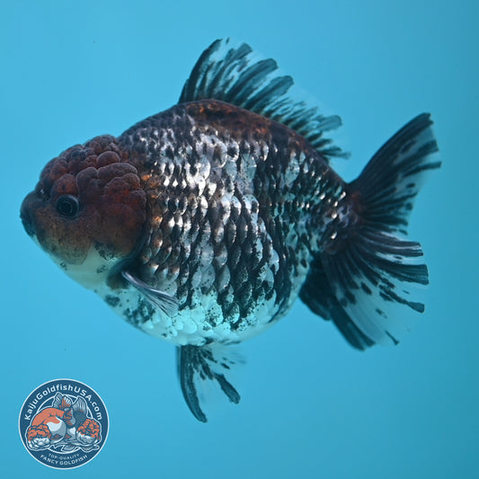 Shogun White Tiger Oranda 4 inches Body (250606_OR12)
