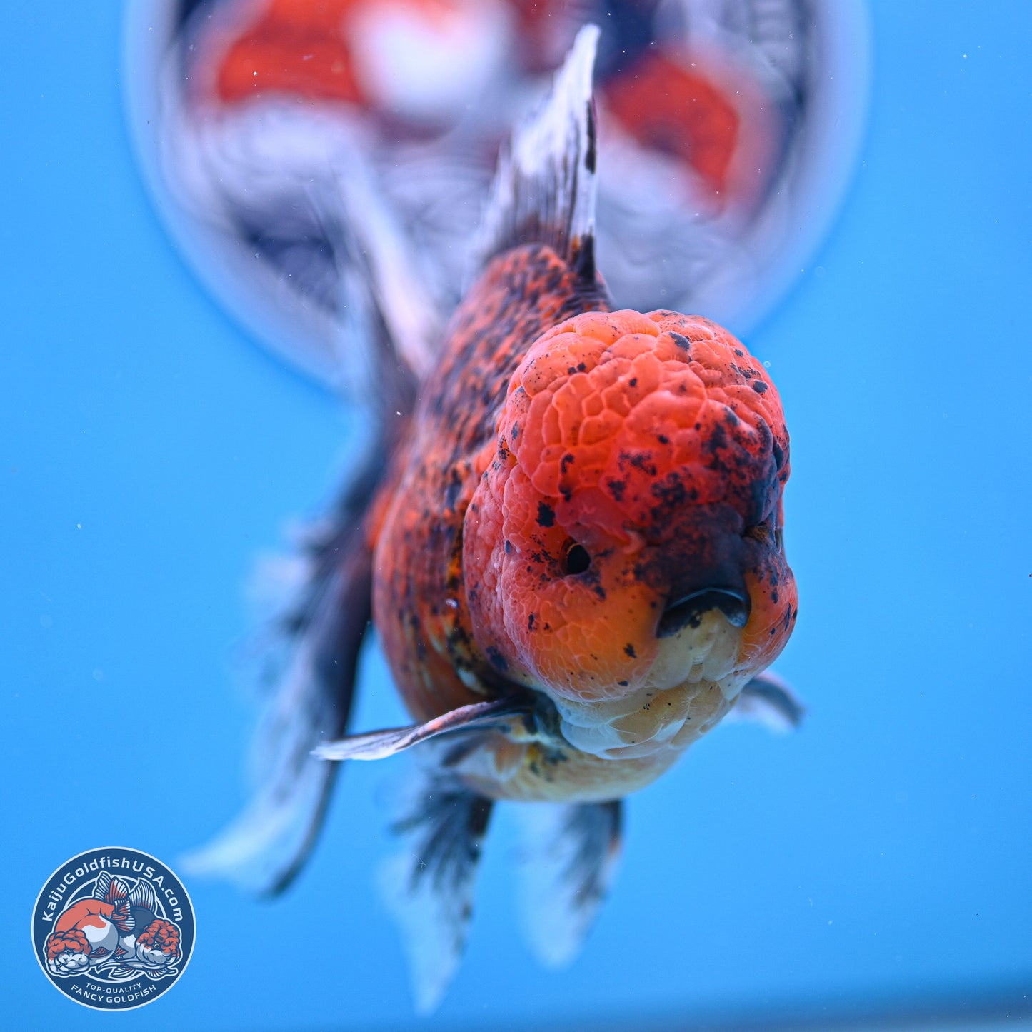 Tiger Rose Tail Oranda 6 inches - Male (241129_OR12) - Kaiju Goldfish USA