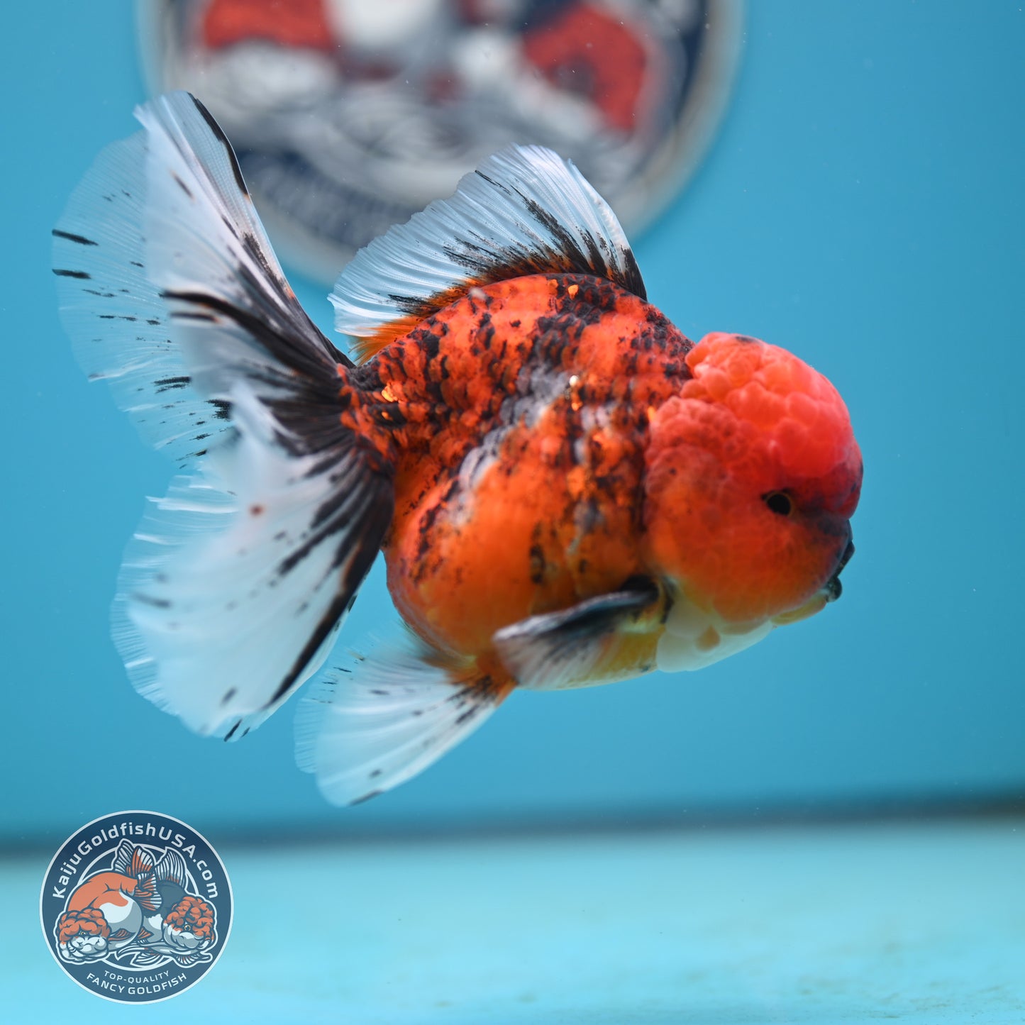 Tricolor Tiger Rose Tail Oranda 4 inches Body (250502_OR12)