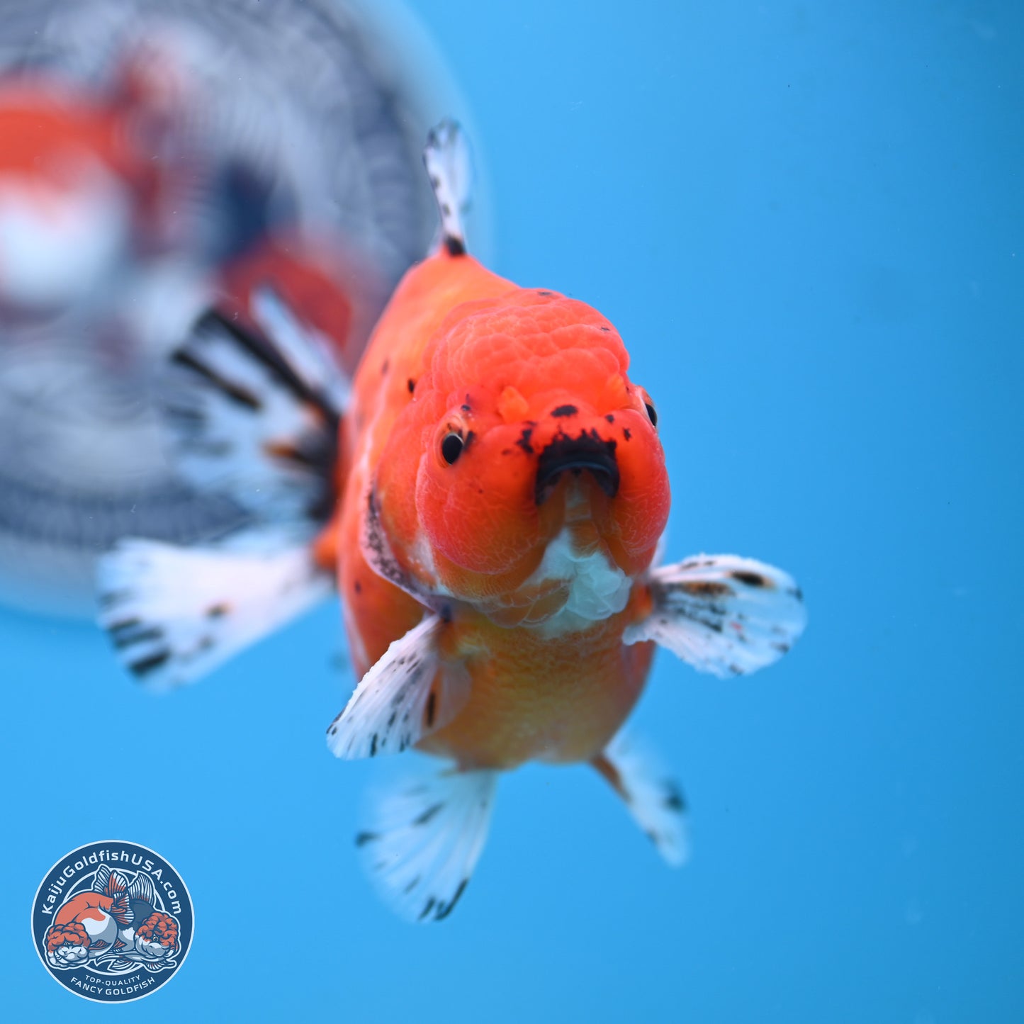 Shogun Tricolor Sakura Oranda 3.75 inches Body - Male (250131_OR12)