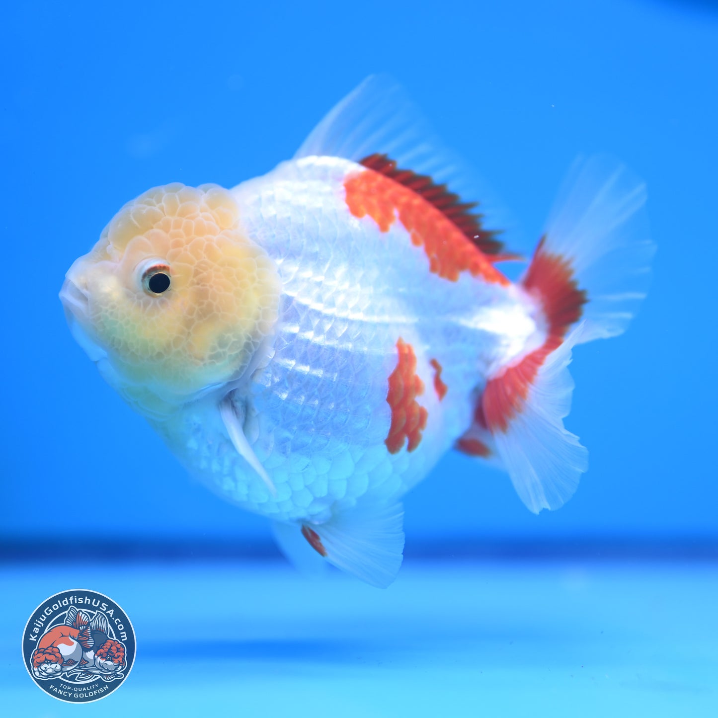 Lemon Head Red White YuanBao Oranda 4 inches (241018_OR12)