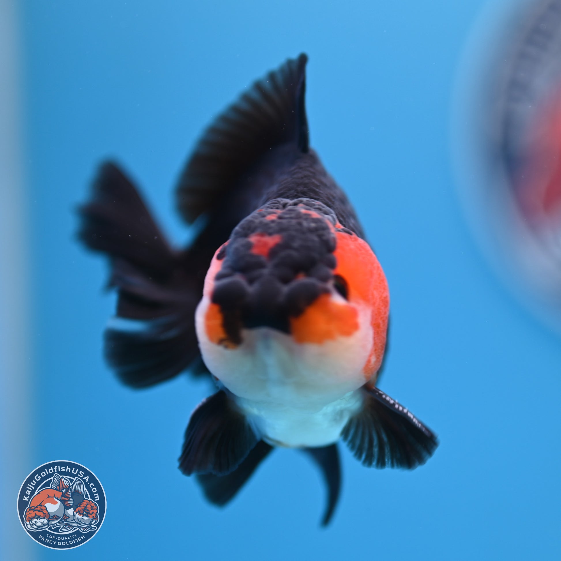 Tricolor Oranda 3.5-4.5 inches (240913_OR12) - Kaiju Goldfish USA