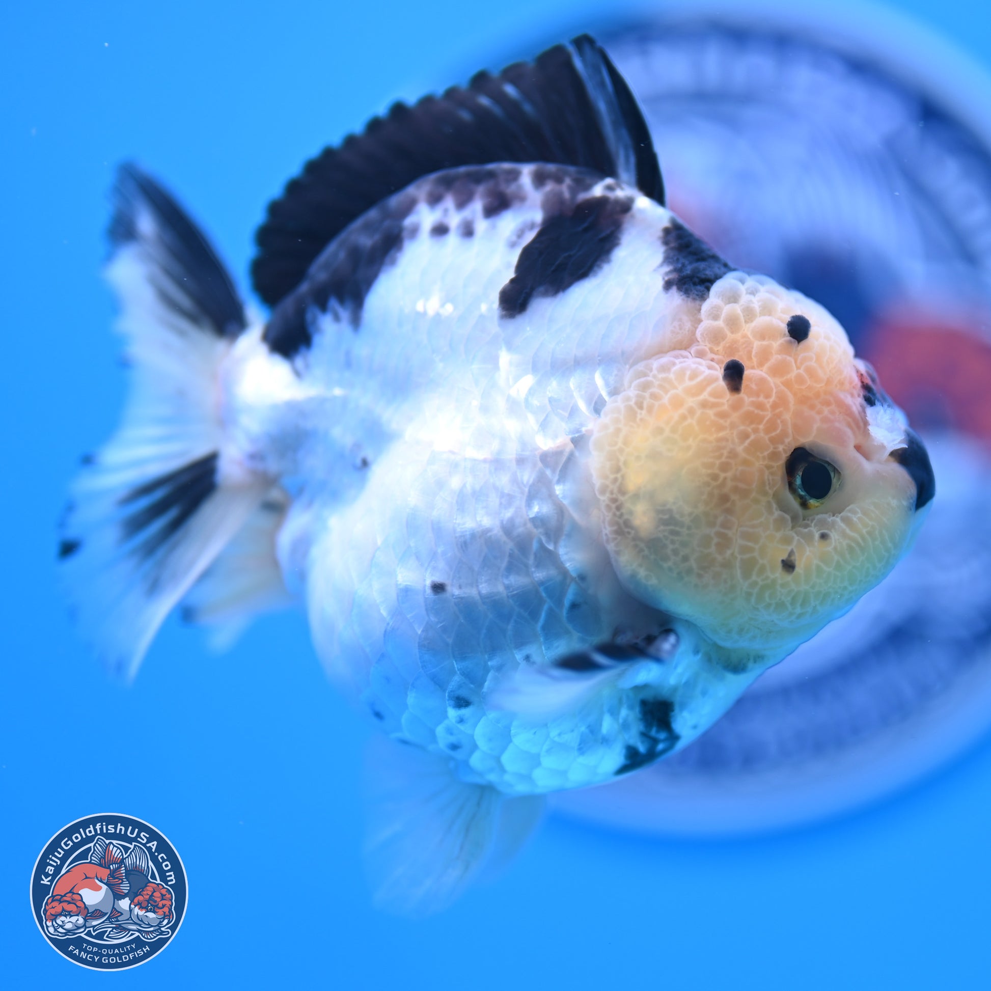 Tricolor YuanBao Oranda 3.5in Body (240816_OR12) - Kaiju Goldfish USA