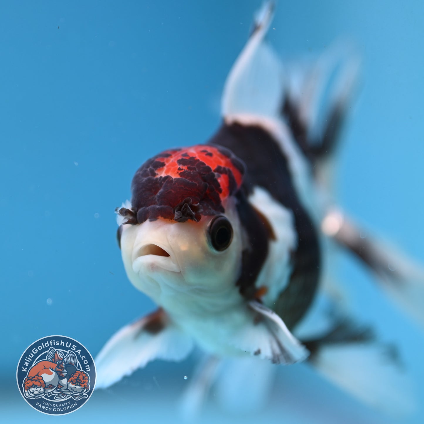 Tricolor Rose Tail Oranda 4 inch Body (251003_OR12)