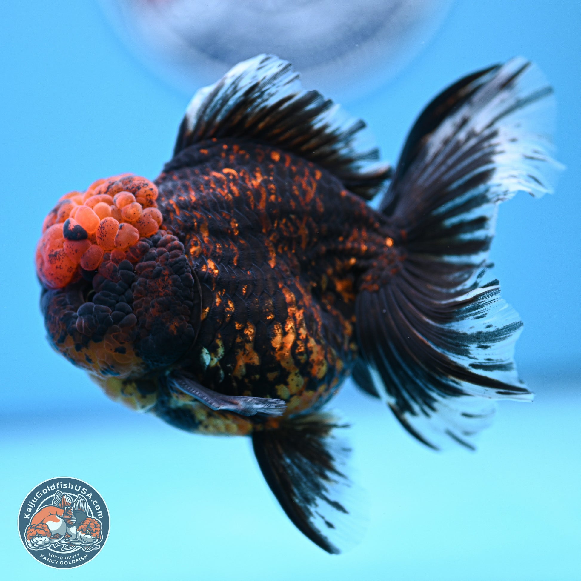 Heavy Ink Tiger Rose Tail Oranda 4-5.5 inches (240920_OR12) - Kaiju Goldfish USA