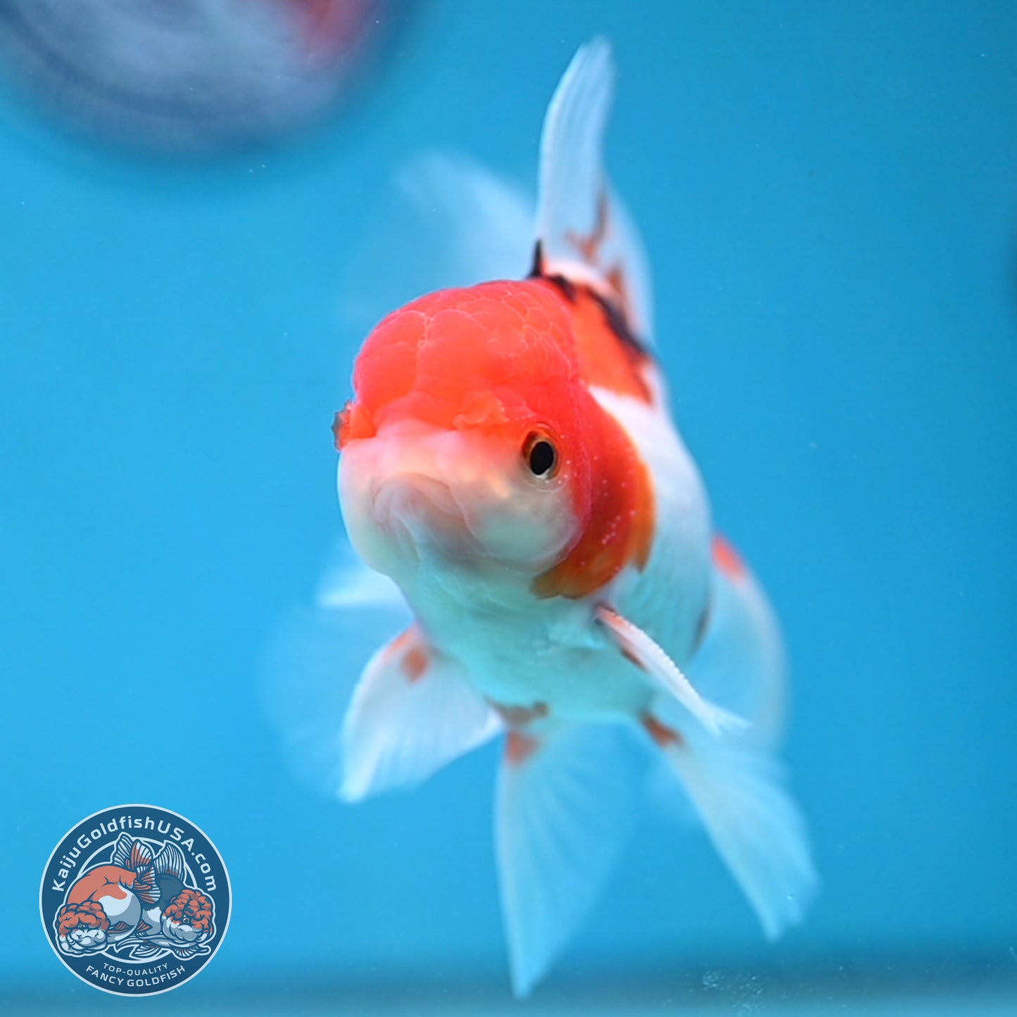 Tricolor Rosetail Oranda 3.5 inch Body (250926_OR12)