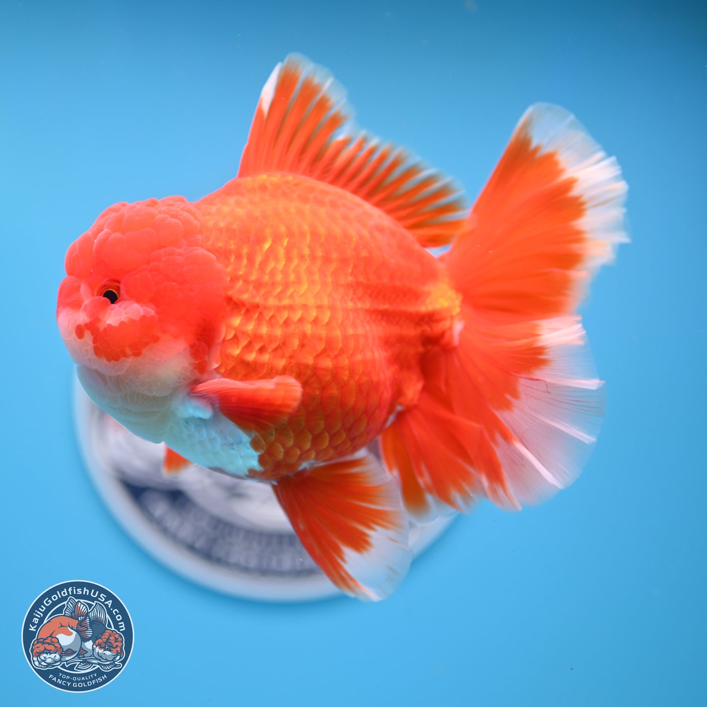 SHOW GRADE - Red White Orchid Tail Oranda 4.5 inches Body - Male (250214_OR12)