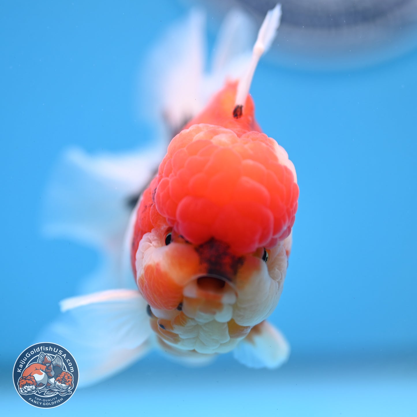 Tricolor Sakura Rose Tail Oranda 3.5 inches Body - Male(250228_OR12)