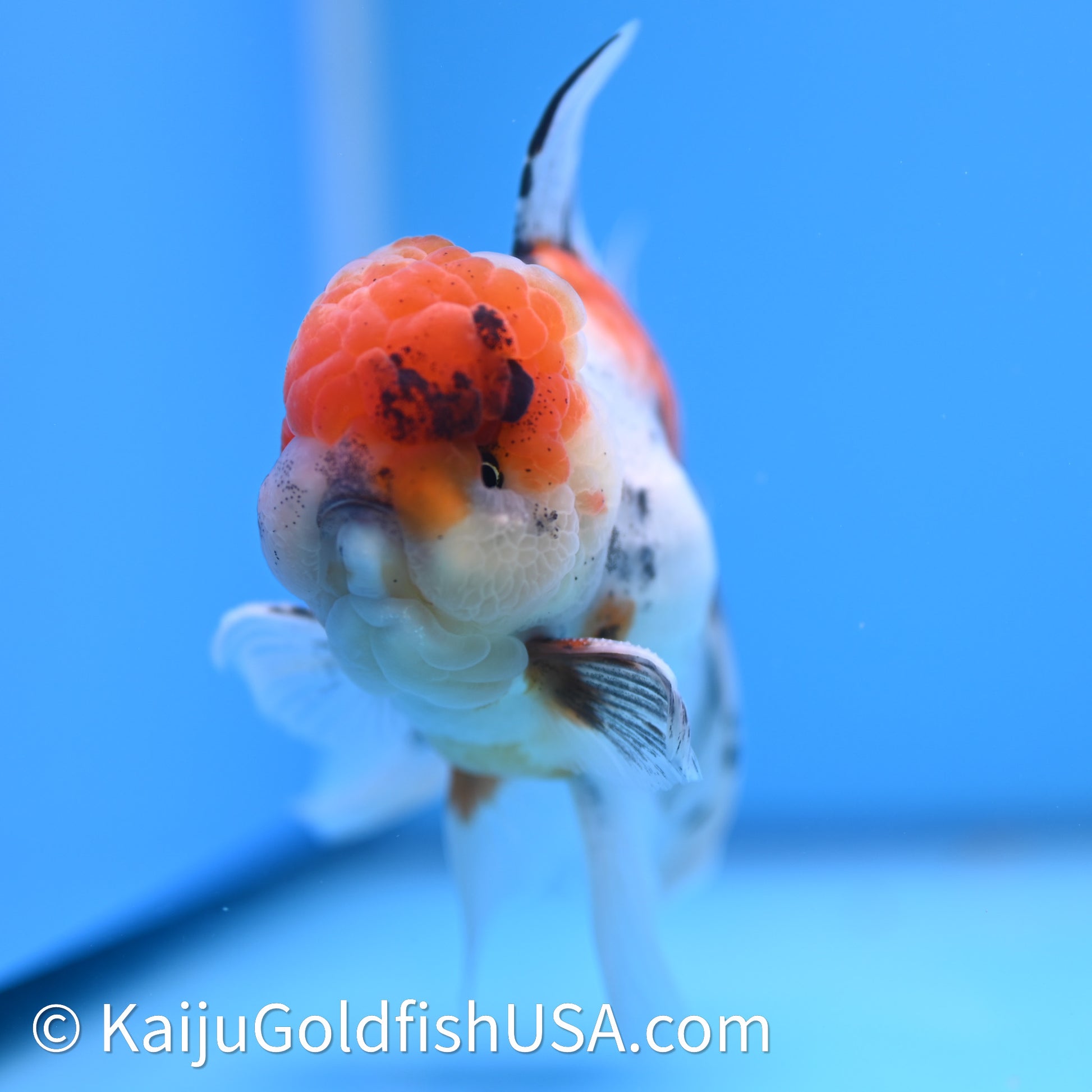 Tricolor Sakura Rose Tail Oranda 3.75in Body (240628_OR12) - Kaiju Goldfish USA