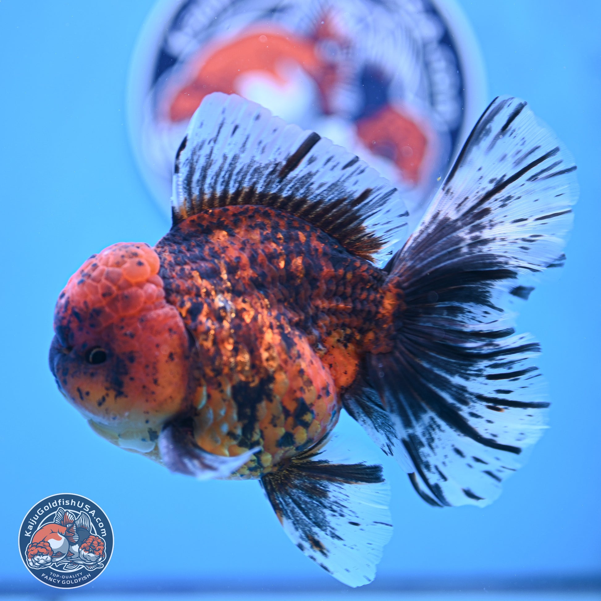 Tiger Rose Tail Oranda 6 inches - Male (241129_OR12) - Kaiju Goldfish USA