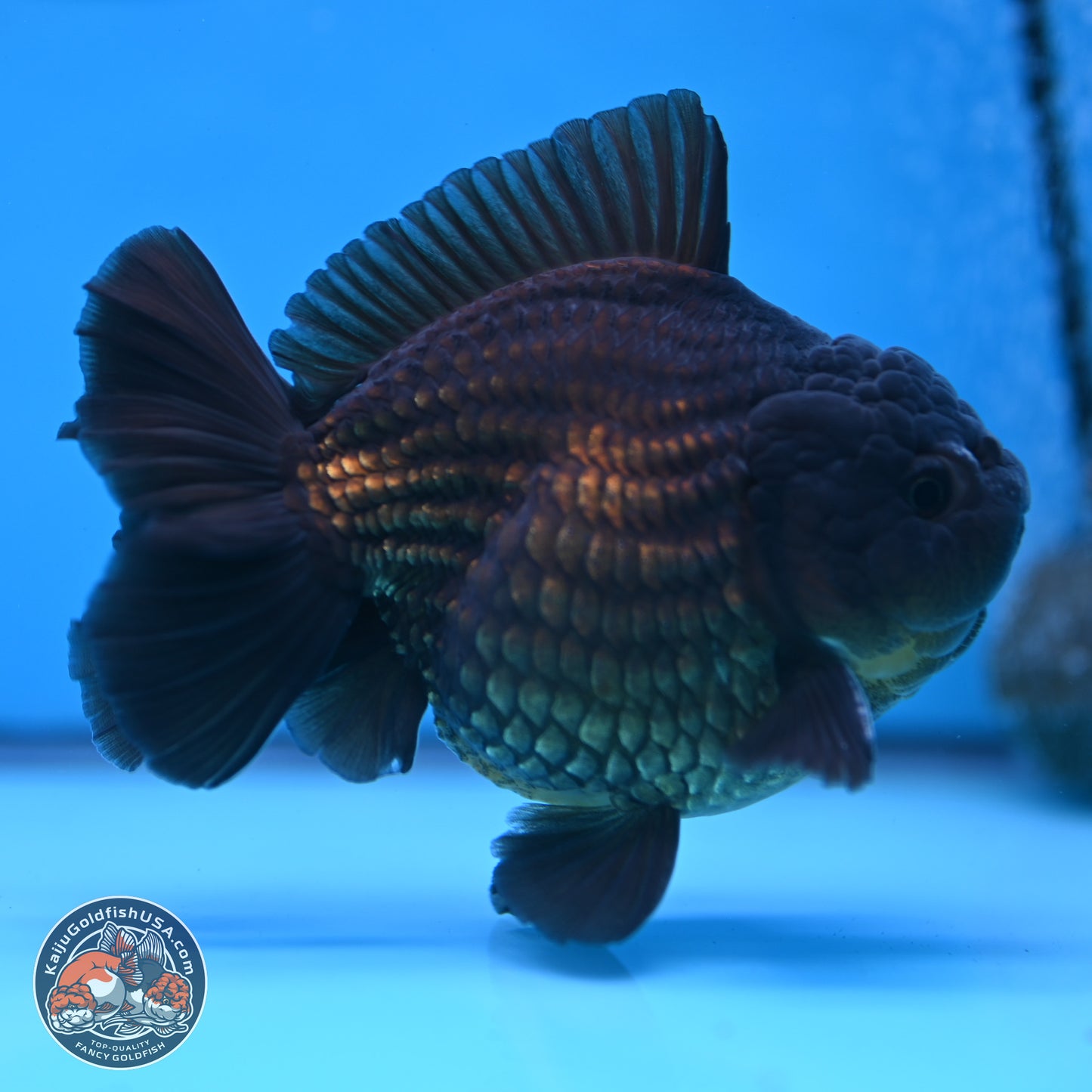 Black YuanBao Oranda 4 inches Body - Male (250307_OR12)