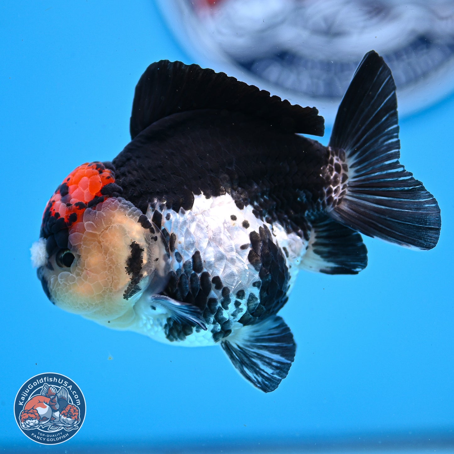 Tricolor YuanBao Oranda 3.5in Body (240830_OR12) - Kaiju Goldfish USA