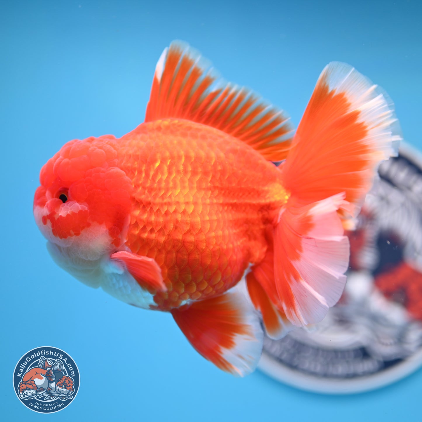 SHOW GRADE - Red White Orchid Tail Oranda 4.5 inches Body - Male (250214_OR12)