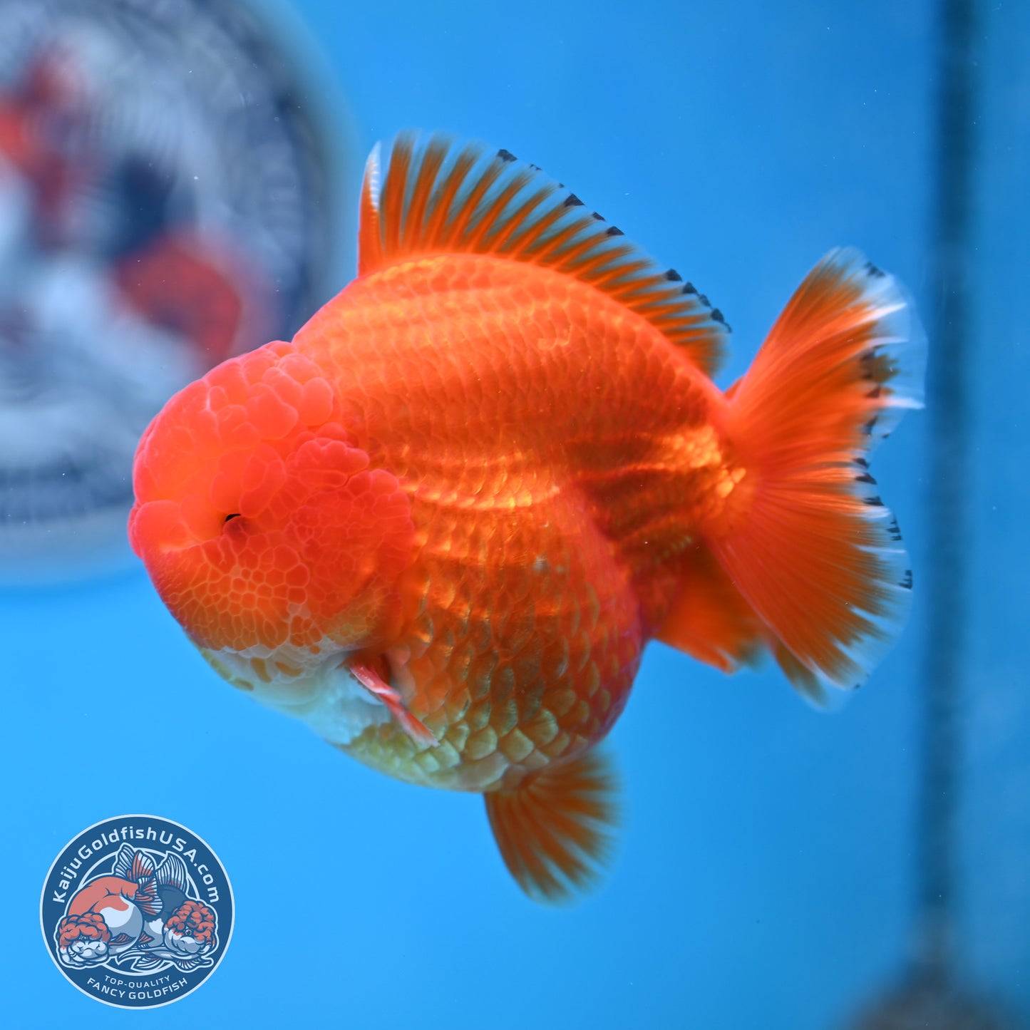 Red White YuanBao Oranda 3.75 inches Body (250516_OR12)